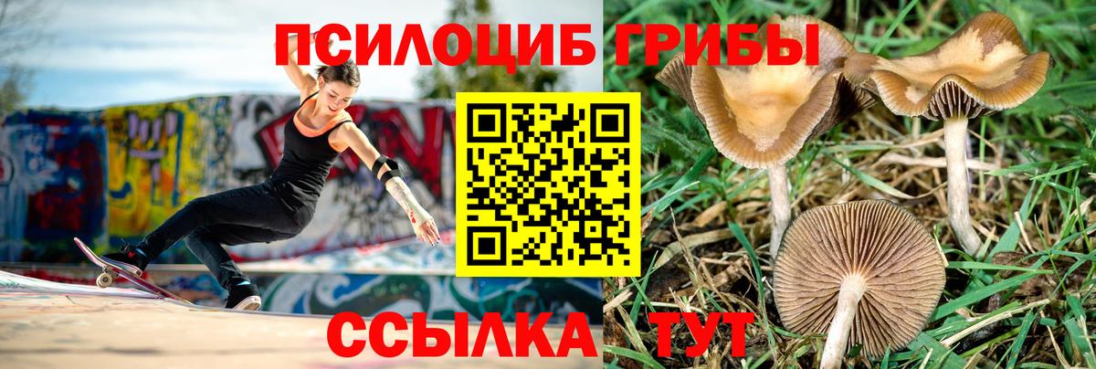 Псилоцибиновые грибы прущие грибы  Вход с VPN  Заводоуковск 